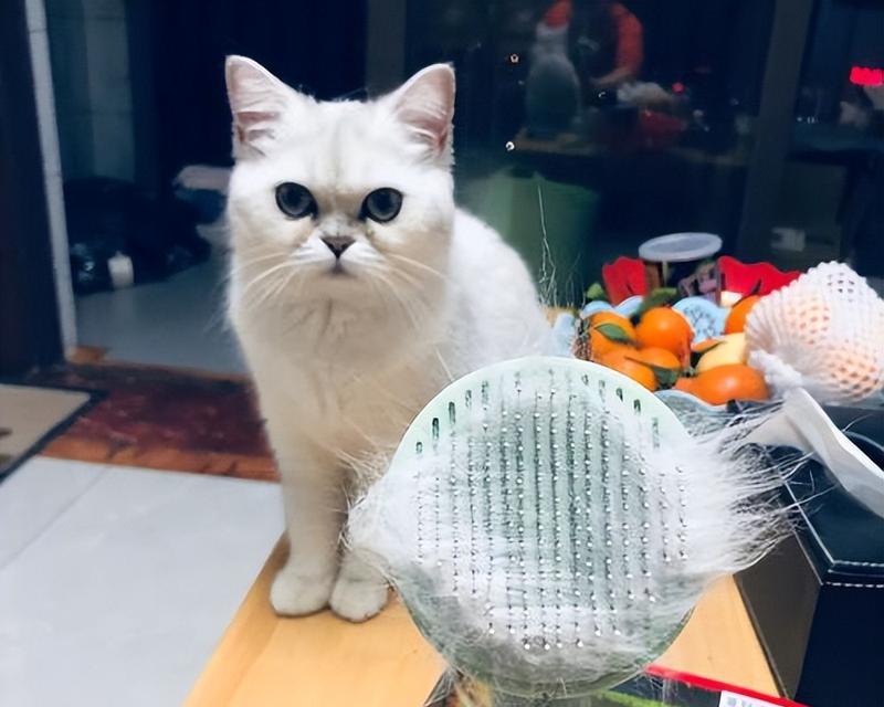 狗狗掉毛严重怎么办？（有效的解决方法让你的宠物不再掉毛）