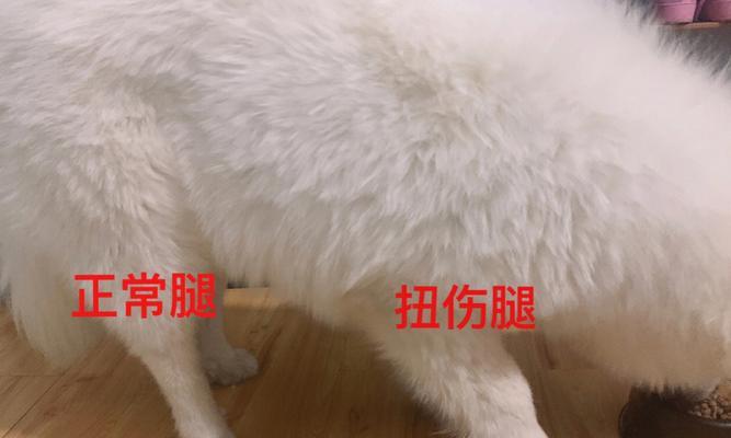 宠物骨折急救手册——以狗狗为例（详解应急处理步骤和注意事项，为宠物的健康保驾护航）