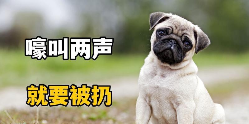 狗狗嚎叫的意义（了解狗狗嚎叫的背后含义，让它们更加健康快乐）