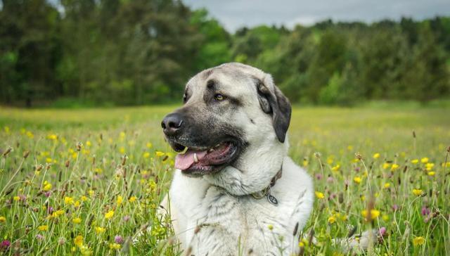 六个警报，了解狗狗健康关键（宠物犬健康需重视，助你远离医疗困境）