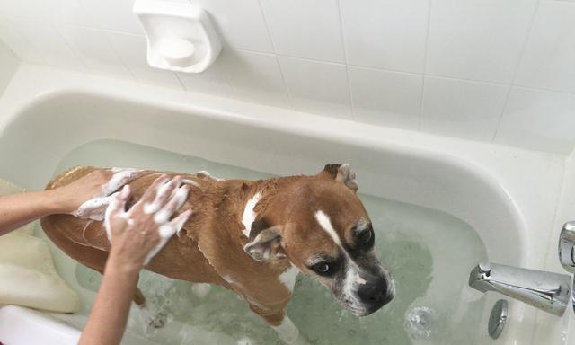狗狗可以经常洗澡吗？（探究狗狗洗澡的频率与注意事项）