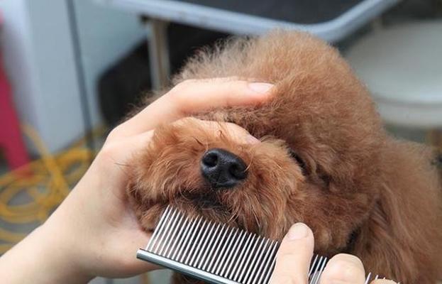 狗狗的毛发（宠物主人必知的清洁和护理技巧）