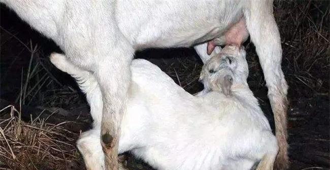 宠物狗母乳不足怎么办（为你的狗狗找到正确的解决方法）