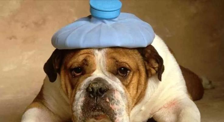 预防和治疗犬窝咳的方法，让宠物健康快乐（预防和治疗犬窝咳的方法，让宠物健康快乐）