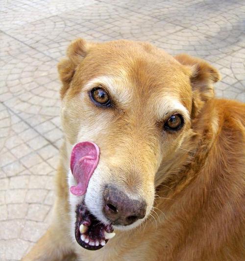 狗狗舌头变白的原因（了解狗狗健康，预防口腔疾病）