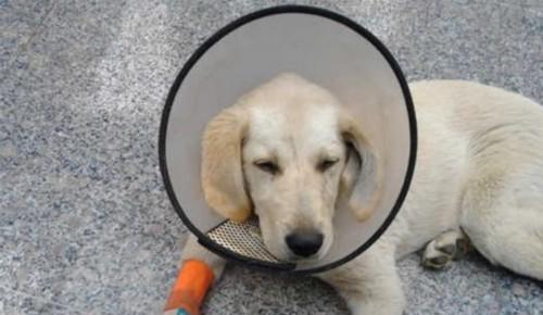 狗狗生病护理（如何正确护理生病的狗狗，让它们快速康复？）