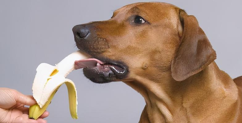 狗狗食物过敏，你需要知道的常识（从宠物健康的角度出发，了解狗狗的食物过敏）