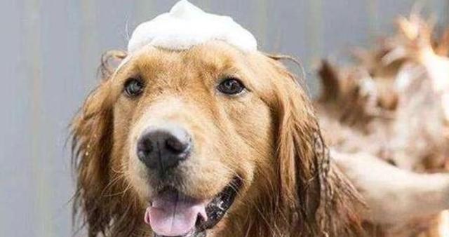 狗狗饲养必读