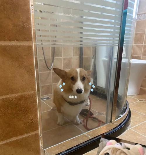狗狗洗澡的绝招（让你的爱宠变成洗澡达人！）