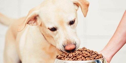 应对狗狗挑食，从饮食习惯和营养入手（应对狗狗挑食，从饮食习惯和营养入手）