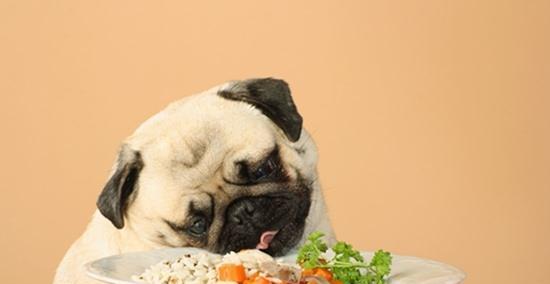 为什么狗狗不喜欢吃狗粮？（探究狗狗挑食的原因与解决办法）