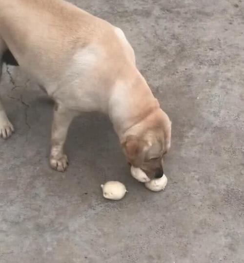 狗狗喜欢吃纸的原因（揭开狗狗喜欢吃纸的神秘面纱，探寻背后真正的原因）