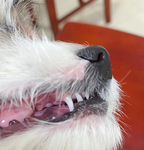 如何让宠物狗狗拥有洁白牙齿（从日常护理到专业洁牙，关键在于坚持）