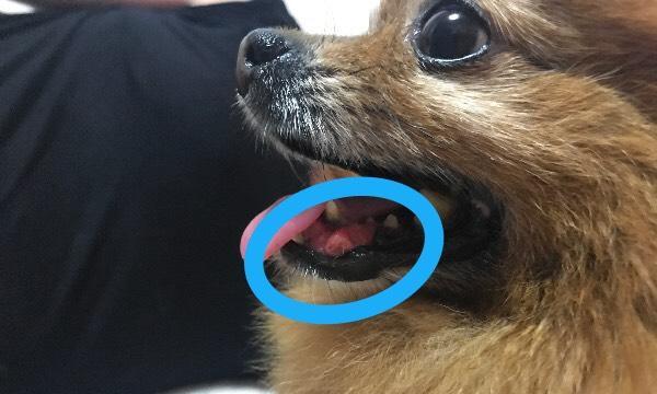 宠物牙龈出血怎么办？（宠物口腔健康的重要性与预防措施）