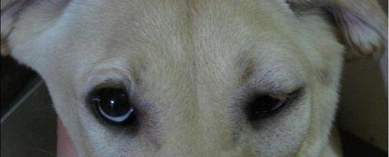 狗狗眼疾，如何预防和治疗？（掌握常见疾病，保护爱宠健康）