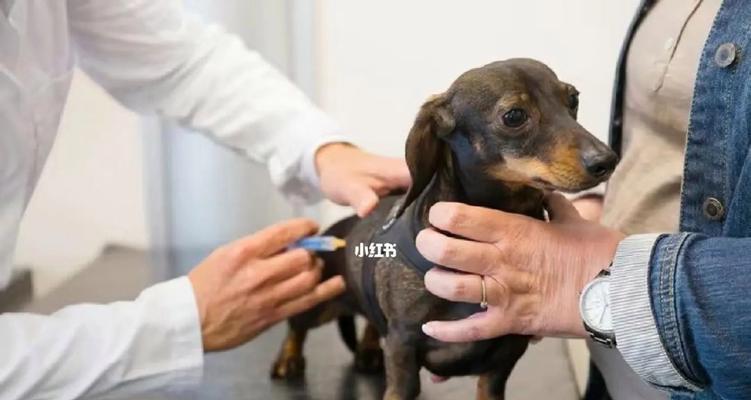 宠物狗狗疫苗，保护它们的健康（了解狗狗疫苗，保障宠物健康生活）
