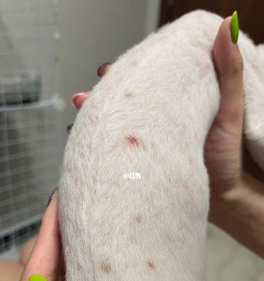 猫咪的猫癣问题解析（宠物猫咪皮肤病猫癣的预防与治疗）