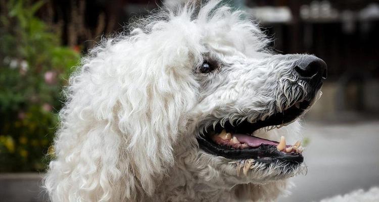 贵宾犬耳朵臭的原因与解决方法（宠物耳朵卫生的重要性及如何防治耳朵感染）