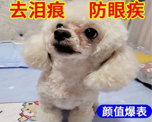 贵宾犬眼屎的处理方法（宠物眼屎清理步骤详解）