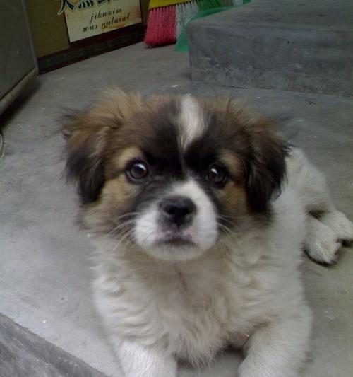 如何为蝴蝶犬治疗感冒？（宠物的健康需要特别关注，如何帮助蝴蝶犬克服感冒）