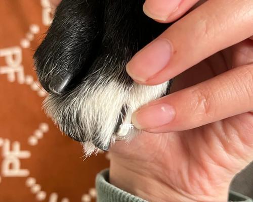 剪狗趾甲必知技巧（以宠物为主，让爱犬健康成长）
