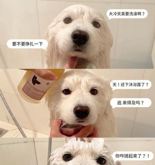 简单可爱的狗狗洗澡（亲密的宠物护理，让狗狗更健康）
