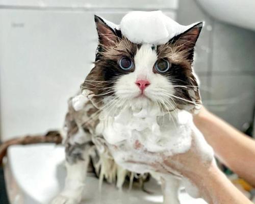 猫咪洗澡全攻略（从准备到清洗，让宠物舒适愉快的度过沐浴时光）