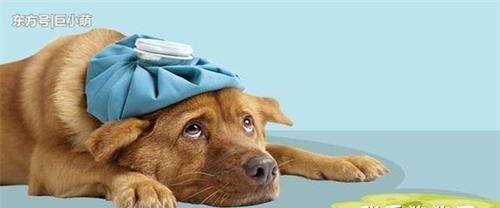 狗狗打嗝的原因解析（从宠物角度分析狗狗打嗝的5种原因，让主人更了解爱宠健康）