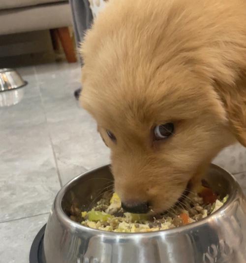 如何解决金毛不吃东西问题（为爱宠金毛打造健康饮食）