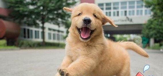 如何训练金毛犬成为乖巧听话的宠物（金毛犬训练需要注意什么？）