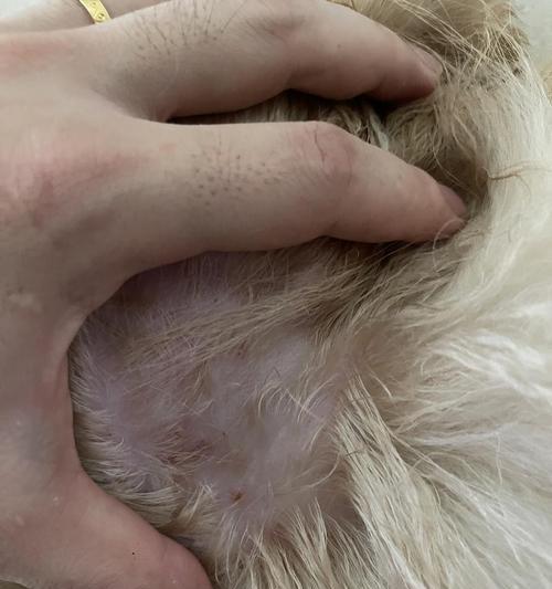 金毛犬皮肤病全面解析（预防、治疗、常见类型）
