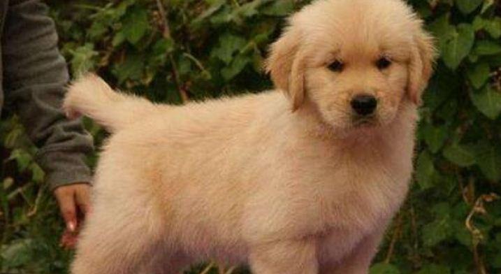 金毛犬散步减肥法（让宠物健康轻盈，愉悦人生）