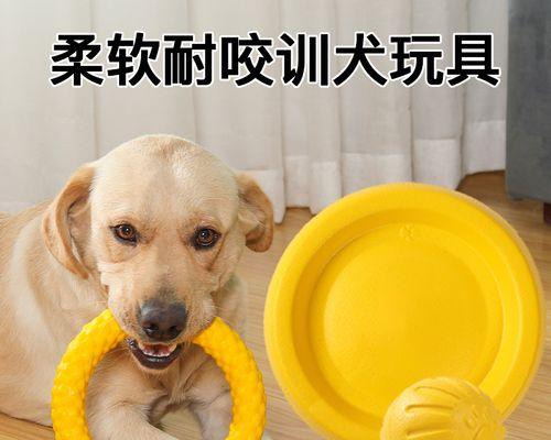 金毛犬磨牙时机分析（掌握犬类磨牙规律，关注宠物健康成长）