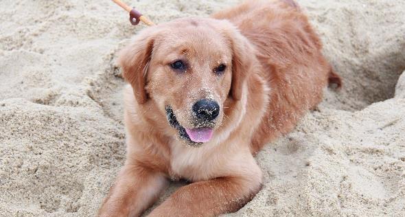 打造忠诚、听话的金毛寻回犬——训练方法和技巧（训练前的准备工作）