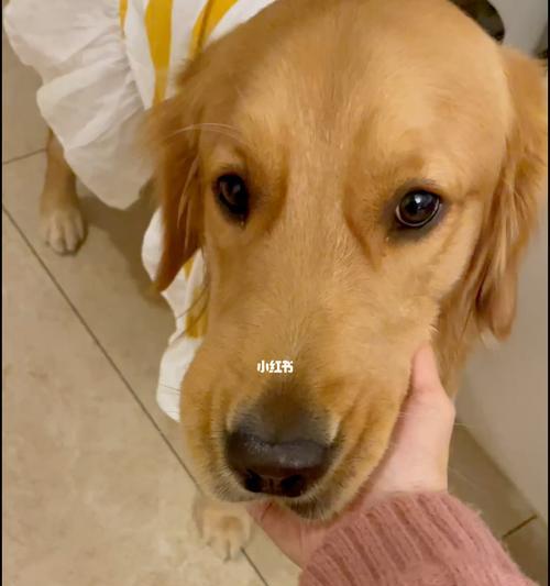 金毛幼犬饮食管理（一天喂几顿最适宜？宠物医生推荐）