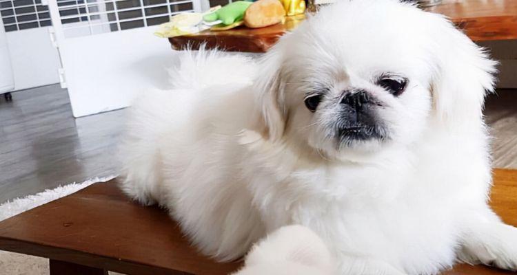 如何正确护理京巴的耳朵？（宠物主人必看的耳朵护理技巧）
