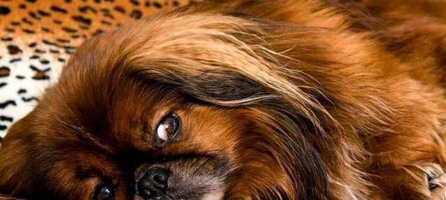 京巴犬的牙齿护理秘籍（让宠物的口腔健康无忧/京巴犬/护理）