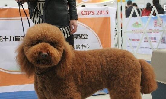 巨型贵宾犬（分析巨型贵宾犬作为宠物的优缺点，帮助您做出明智的决策）