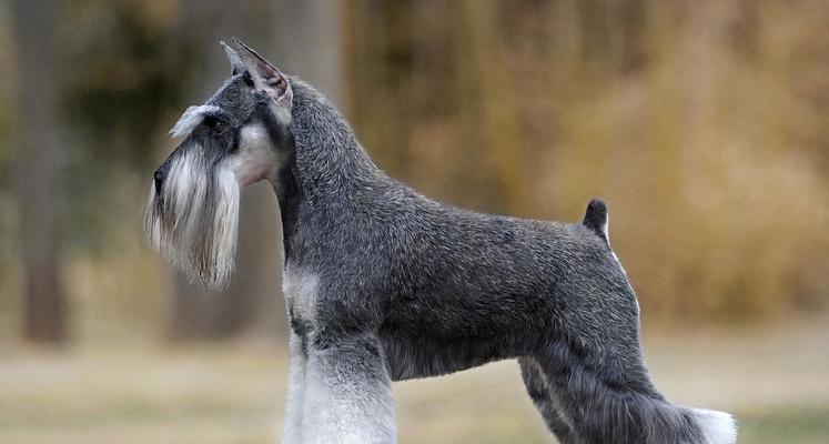 巨型雪纳瑞犬咬架全面解析（了解巨型雪纳瑞犬咬架的原因、预防及解决方法）