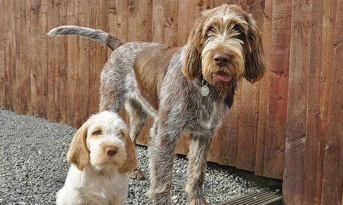 如何科学喂养卷毛巡回犬？（营养均衡、合理搭配，让宠物健康快乐生活）