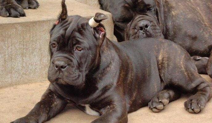 了解以卡斯罗犬的性格特点（探秘“蜜蜡宝石”的性格特征）