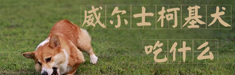 如何选择适合柯基犬的狗粮？（以宠物为主，了解柯基犬的饮食需求）