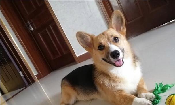 如何预防和治疗柯基犬感冒？（如何预防和治疗柯基犬感冒？）