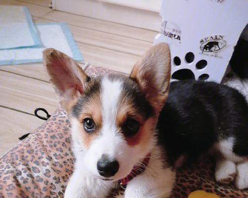 如何正确喂养可爱的柯基幼犬（柯基幼犬能否饮用牛奶？营养需求与健康管理）
