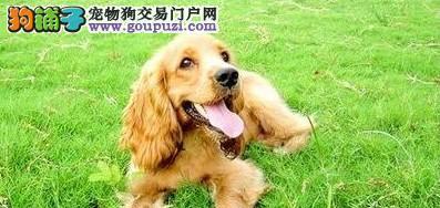可卡犬断奶后如何养护（养护要点及喂食技巧）