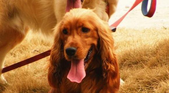 可卡犬缺钙会有哪些表现？（宠物的健康需求，你必须知道！）