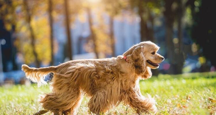 可卡犬生病了怎么办（宠物疾病防治指南）