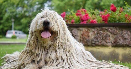 适合新手的宠物犬——可蒙犬（了解可蒙犬的特点和养护方法，让你轻松打造舒适的家庭宠物生活）