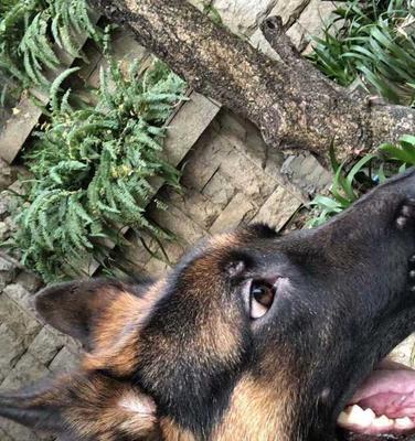 怎样应对昆明犬吃多了的情况？（宠物健康饮食的重要性及常见食品中毒症状）