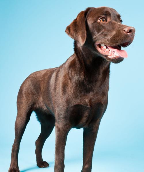 拉布拉多猎犬的完美宠物之路（一只拉布拉多猎犬的故事）